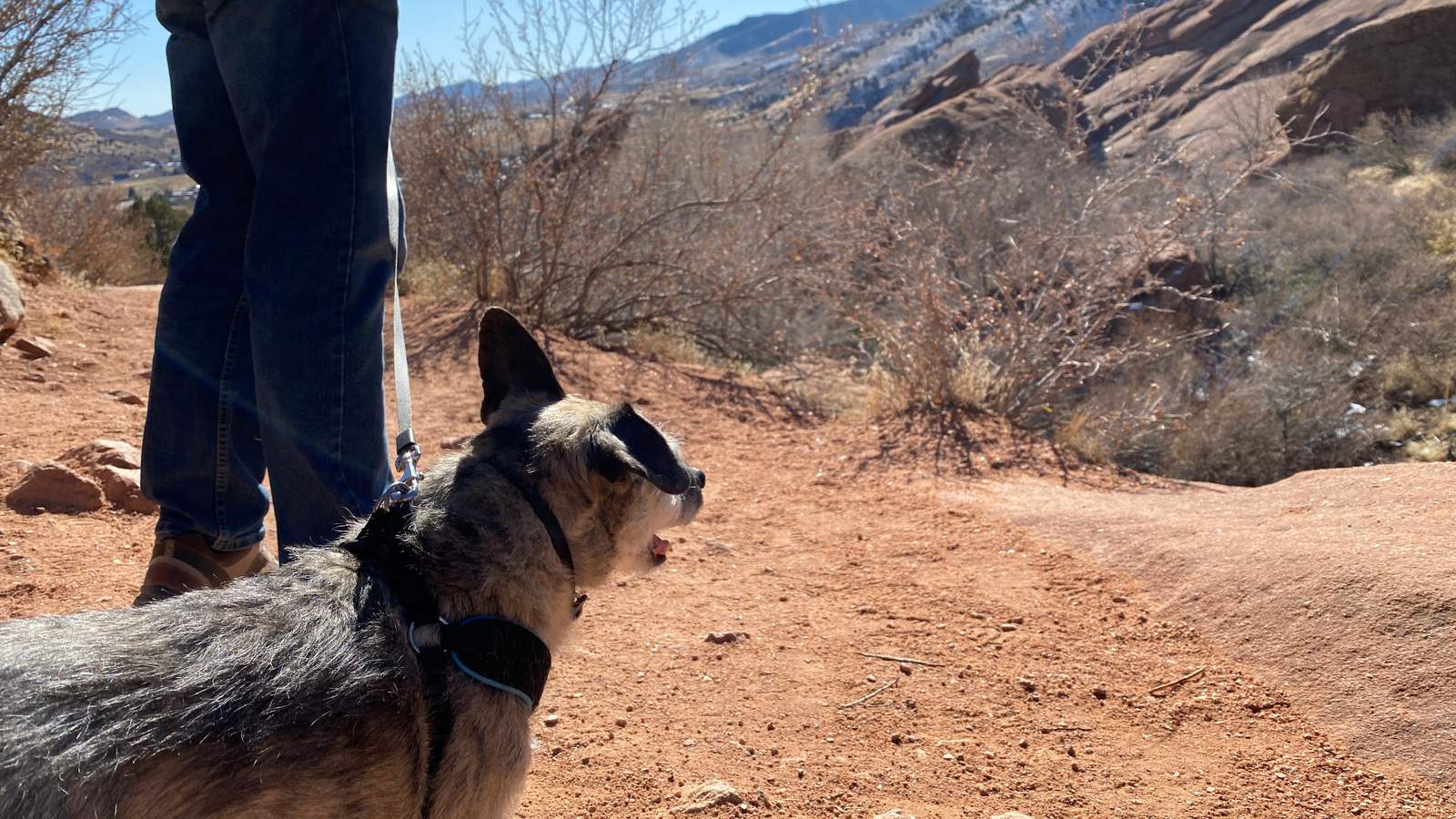 Dog on leash walking in Red Rocks Park, Morrison, Colorado (illustrative)